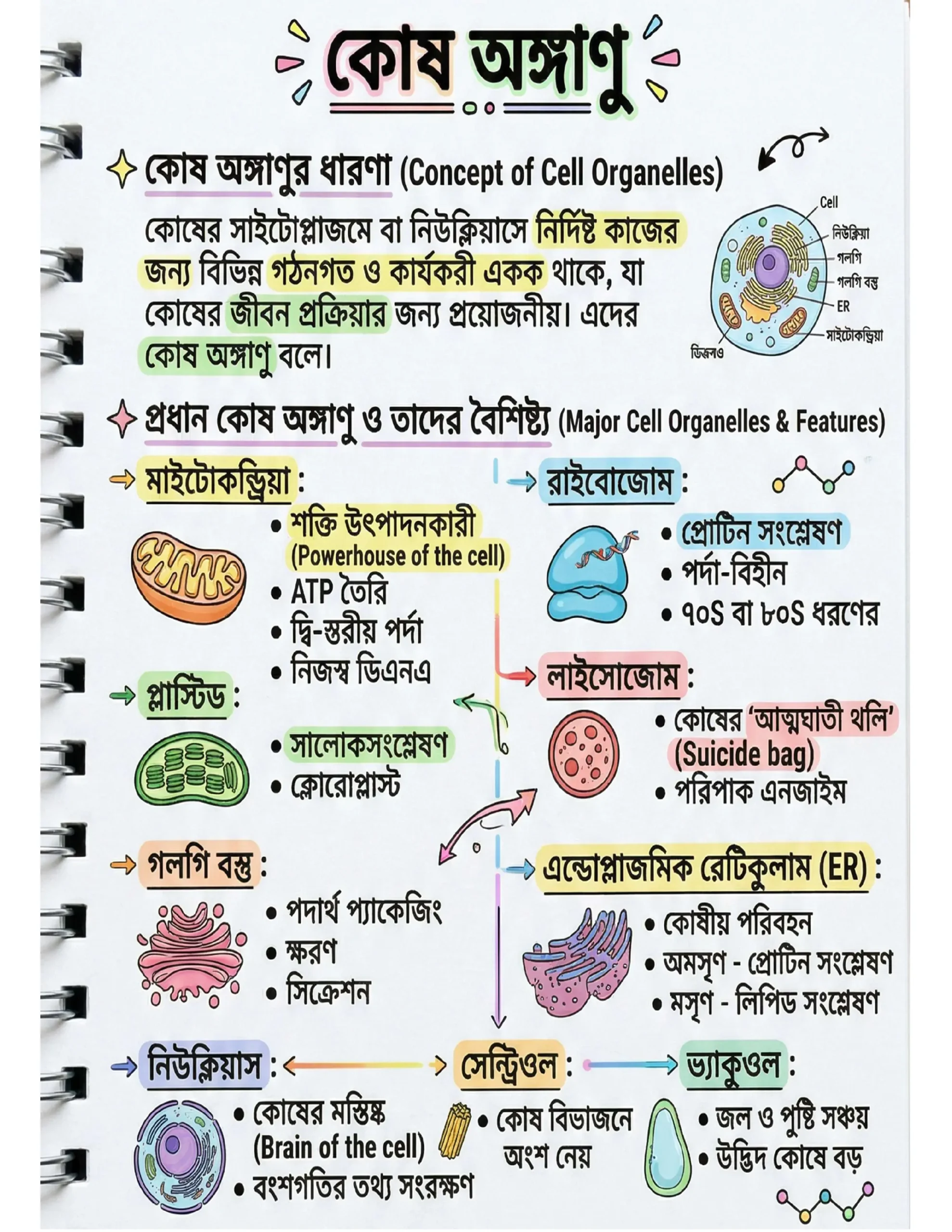 72x Capsule | Handwritten Style Infographic | GA Revision (বাংলা) - Image 6